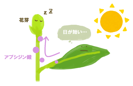 短日を感じる葉