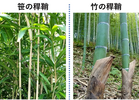 かんしょう