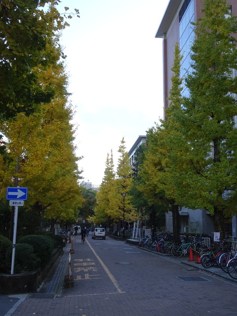 イチョウ_京大北部