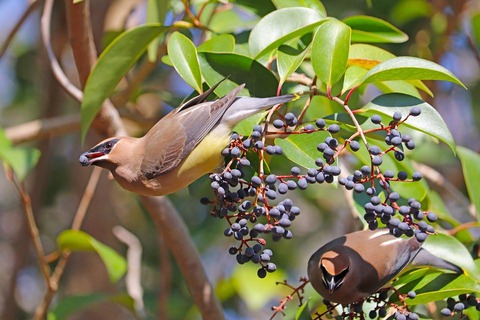 cedar-waxwing-5895881_960_720