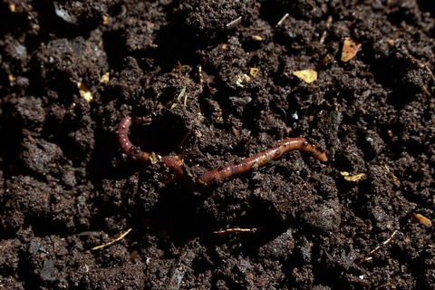 compost-7006499_960_720