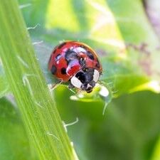 ladybug_one