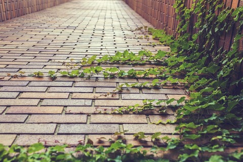 ivy-413686_960_720