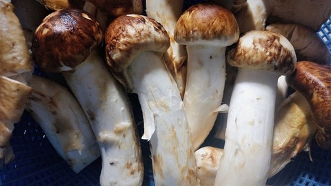 matsutake-mushrooms-g53a53fad8_640
