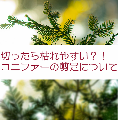 切ったら枯れやすい コニファーの剪定について 庭園日誌 切ったら枯れやすい コニファーの剪定について 庭園日誌