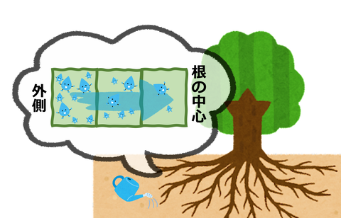 根が水を吸い上げる