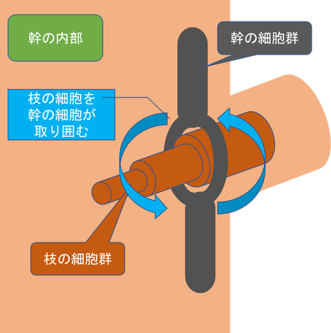 幹の内部2