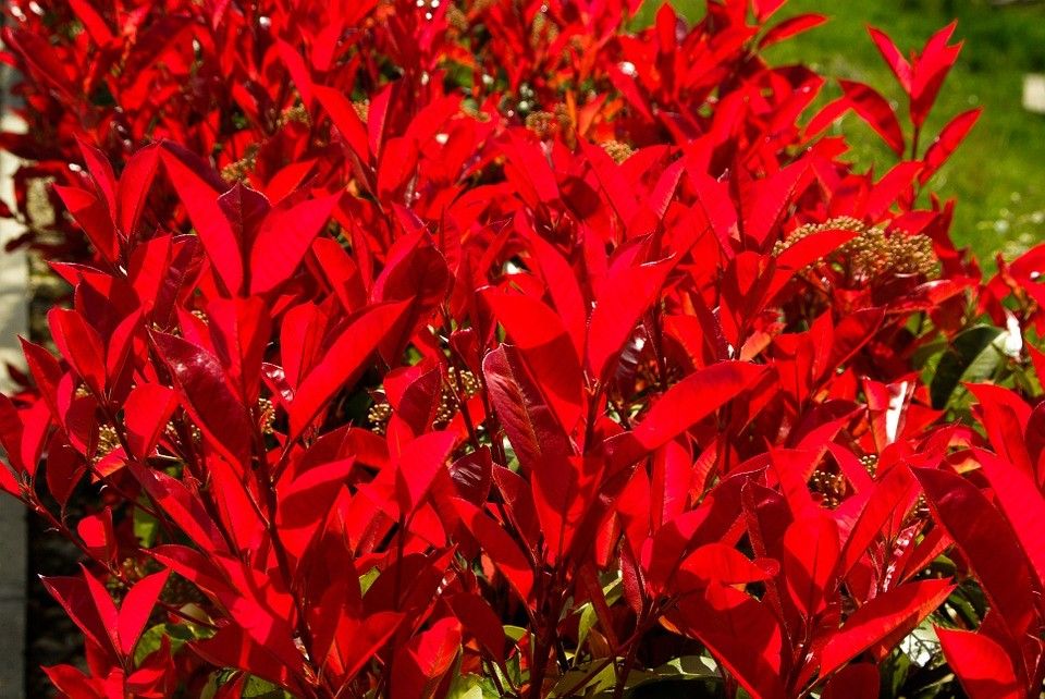 カナメモチ 春先に赤い葉を出すのはなぜ 庭園日誌