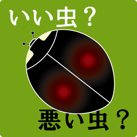 アカホシテントウ