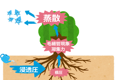 水が吸い上げられる仕組み