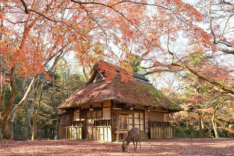 秋の鹿茅葺き屋根つき９