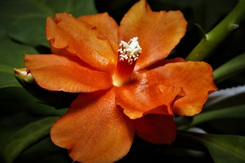 orange-flower-6525085_960_720