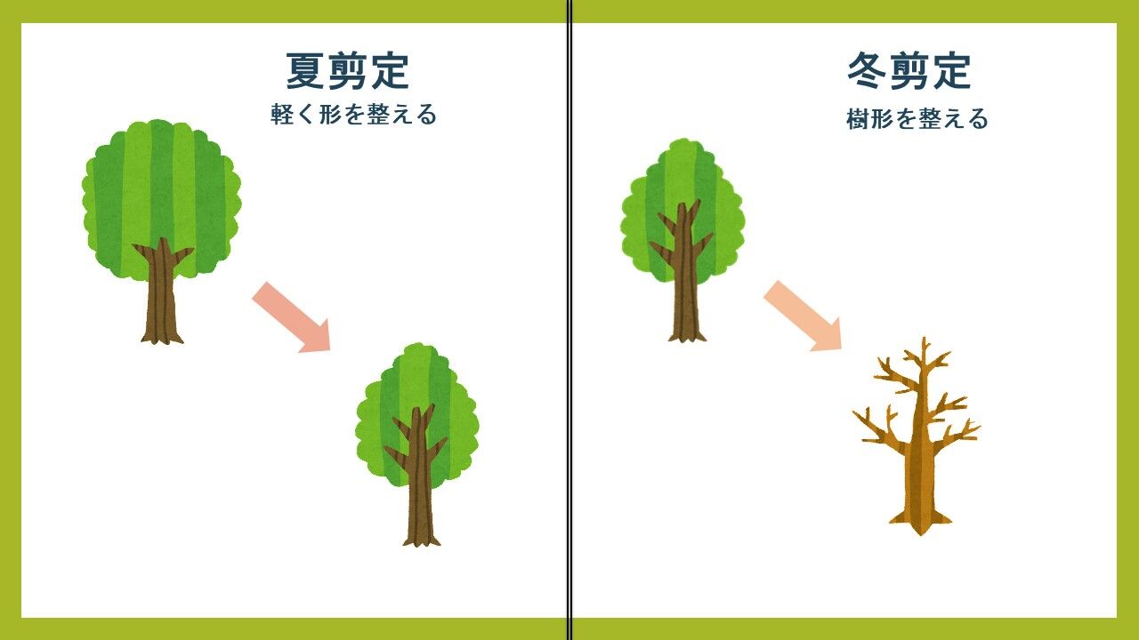 切ったら枯れやすい コニファーの剪定について 庭園日誌