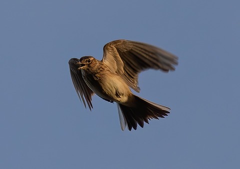 bird-7019811_960_720
