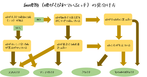 見分け方