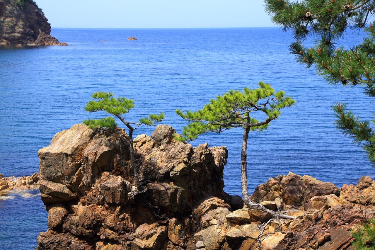 海岸のマツのふしぎ 庭園日誌