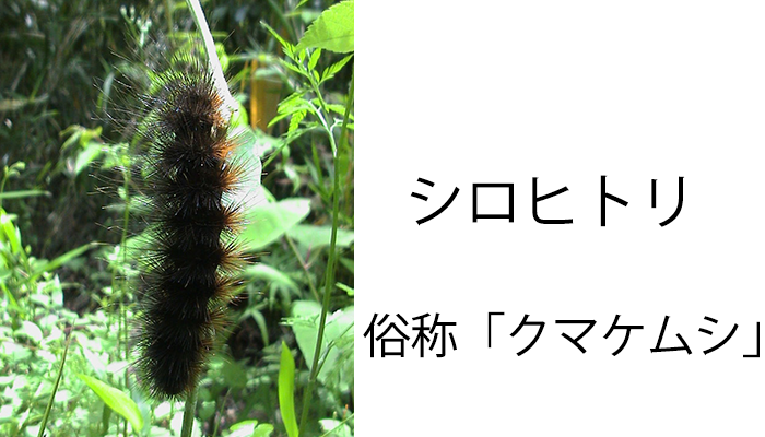 平気 毛虫を食べる鳥たち 庭園日誌