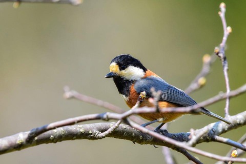 animal-5034248_960_720