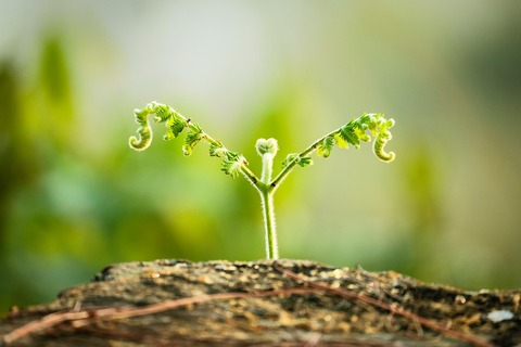 leaves-7194981_960_720