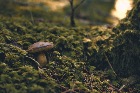 forest-5084061_960_720
