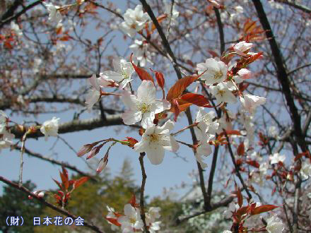 サクラの種類と開花時期 : 庭園日誌