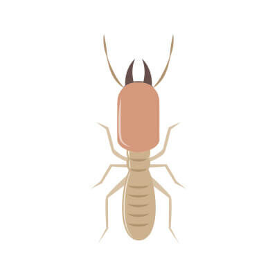 termite_yamato