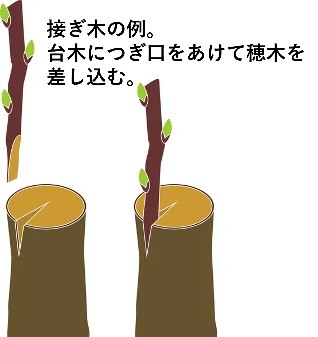どうすると育ちやすい サクラに適した土壌環境とは 庭園日誌