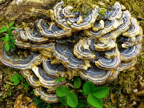 mushroom-634476_960_720