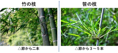 枝の比較