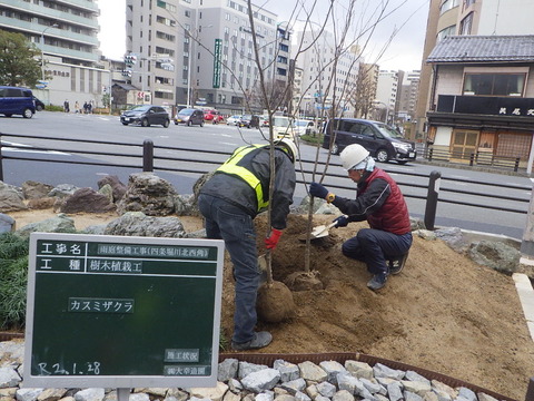 カスミザクラ