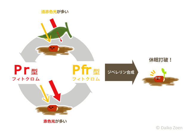 フィトクロムの変化