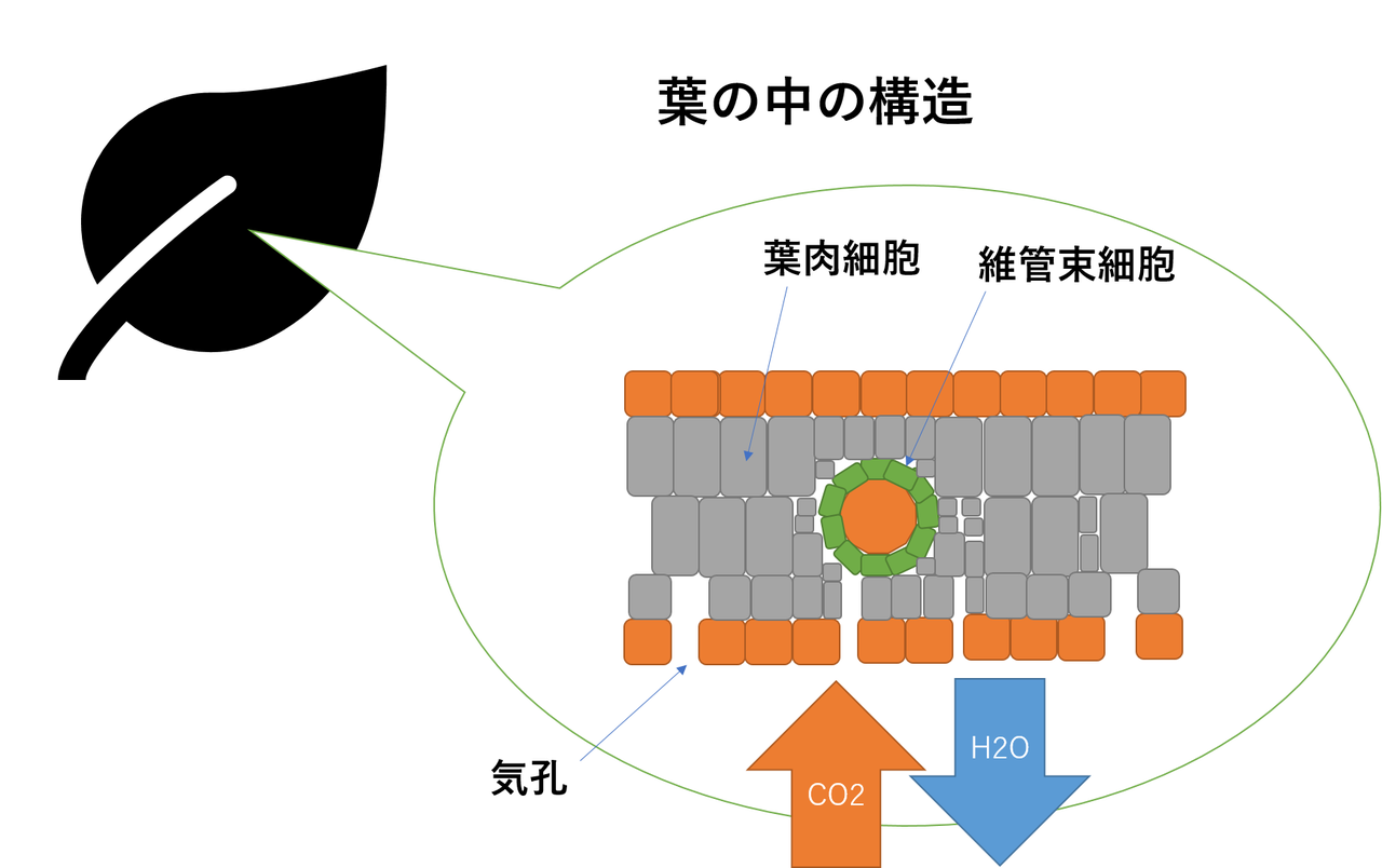 C4植物 Cam植物 庭園日誌