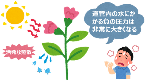 夏は蒸散が活発になる