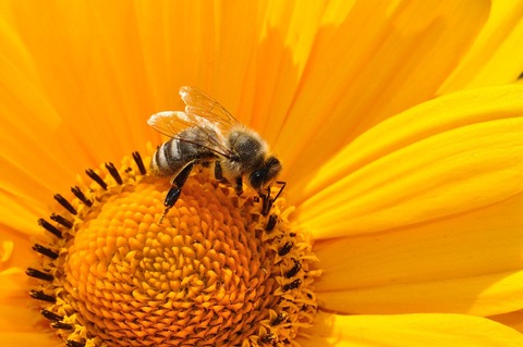 bee-170551_960_720