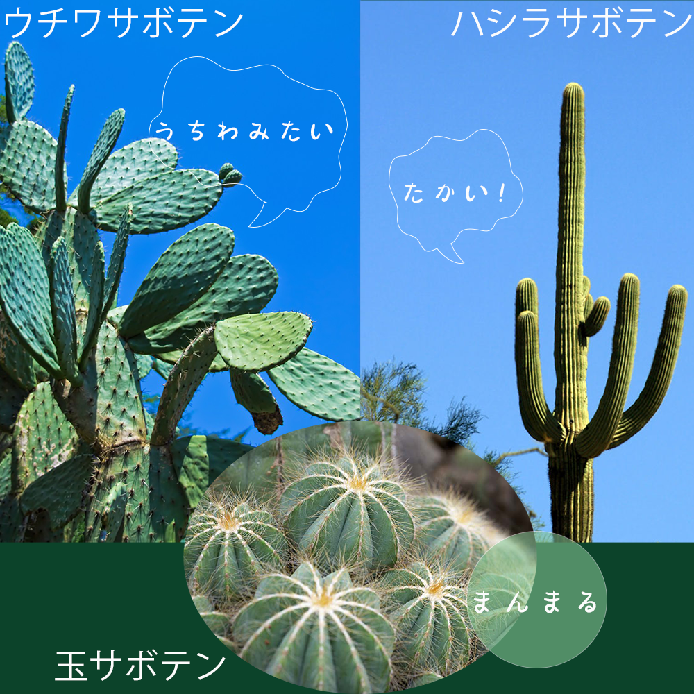 ドライガーデンをつくりたい サボテンの性質 注意点を解説 庭園日誌 ドライガーデンをつくりたい サボテンの性質 注意点を解説 庭園日誌