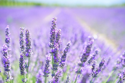 lavender-1595581_960_720