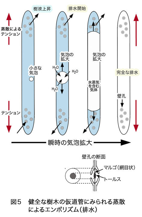 structure&sapFig5