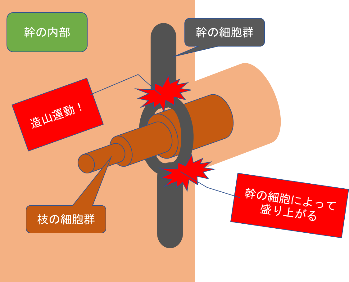 シャイゴの剪定理論 庭園日誌 シャイゴの剪定理論 庭園日誌