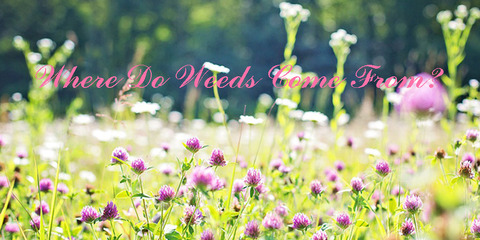 weeds