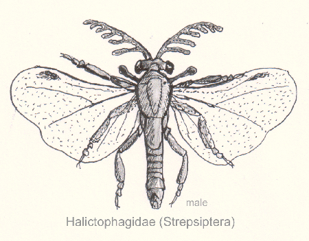 Strepsiptera-halictophagida