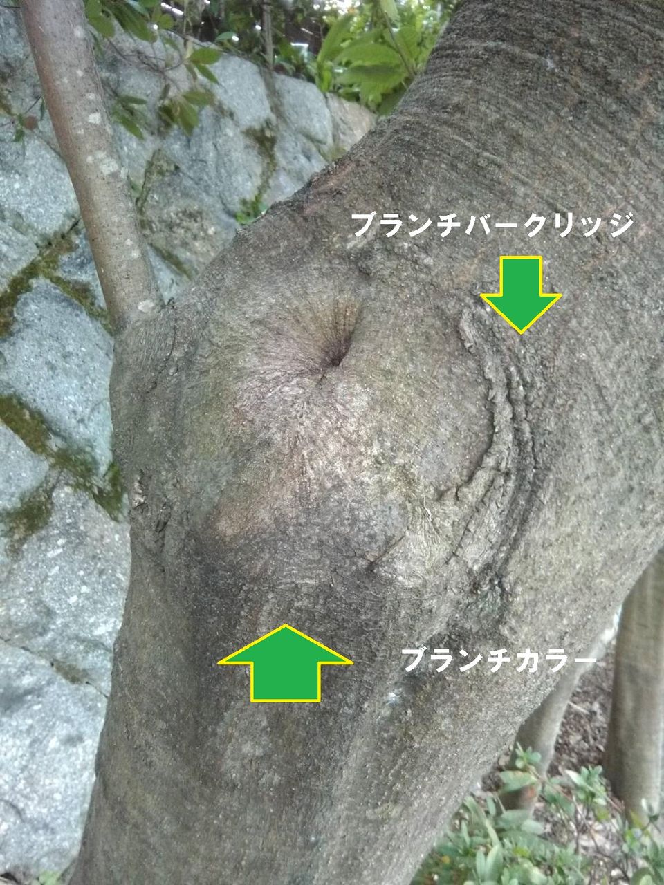 シャイゴの剪定理論 庭園日誌 シャイゴの剪定理論 庭園日誌