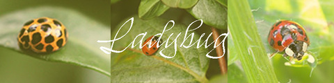 ladybug