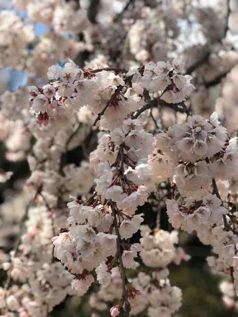 春を見つけた幸せな休日!春がきたら仕舞い洗い