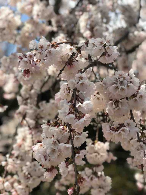 春を見つけた幸せな休日！春がきたら仕舞い洗い