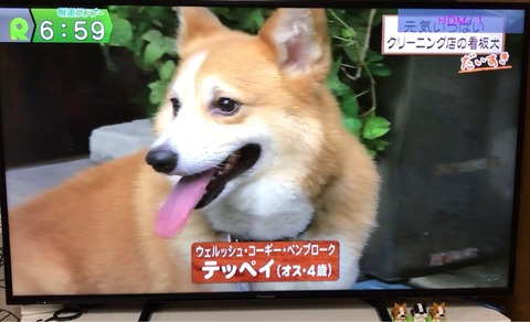 看板犬 コーギーのテッペイ