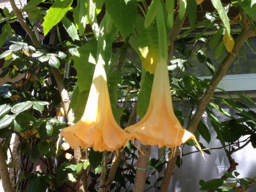 身近な幻覚剤チョウセンアサガオ 大文字山を食べる 身近な幻覚剤チョウセンアサガオ 大文字山を食べる