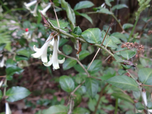 アリドオシの花と実 大文字山を食べる