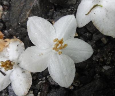 エゴノキと毒流し漁法 2 大文字山を食べる エゴノキと毒流し漁法 2 大文字山を食べる