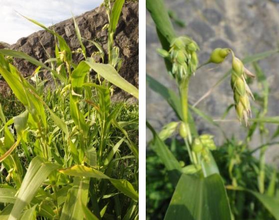 ジュズダマとハトムギ 後編 大文字山を食べる