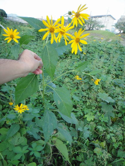 鴨川のキクイモ 大文字山を食べる